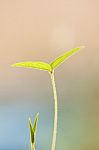 Young Green Leaf Stock Photo