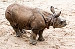Young Indian One-horned Rhinoceros (6 Months Old) Stock Photo