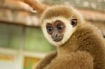 Young White Hand Gibbon Stock Photo