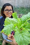 Young Woman Harvesting Clean Organic Vegetable In Home Garden Fa Stock Photo