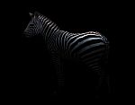 Zebra In The Dark Stock Photo