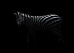 Zebra In The Dark Stock Photo