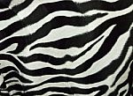 Zebra Skin Stock Photo