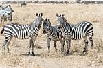 Zebras In Serengeti National Park Stock Photo