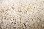 Zoom Wool Of Sheep Stock Photo